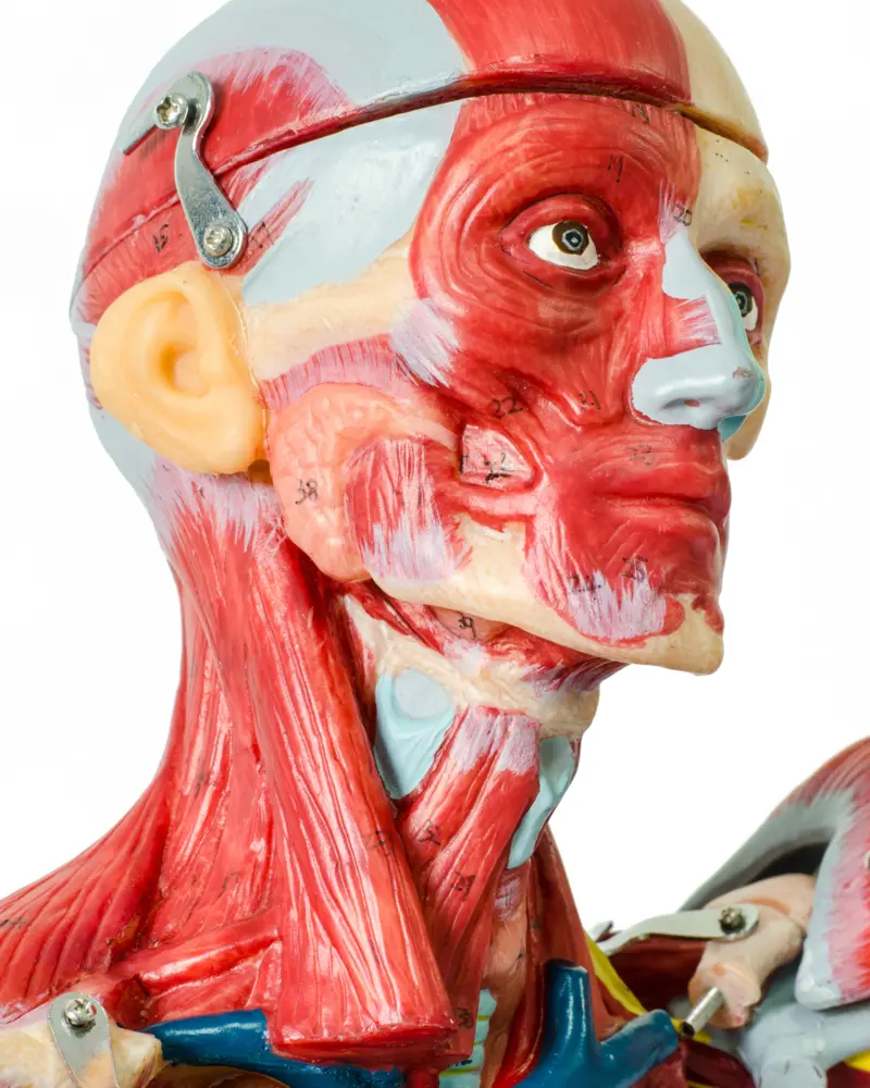 Imagen del curso Anatomía Básica de Bioeasy Galenos