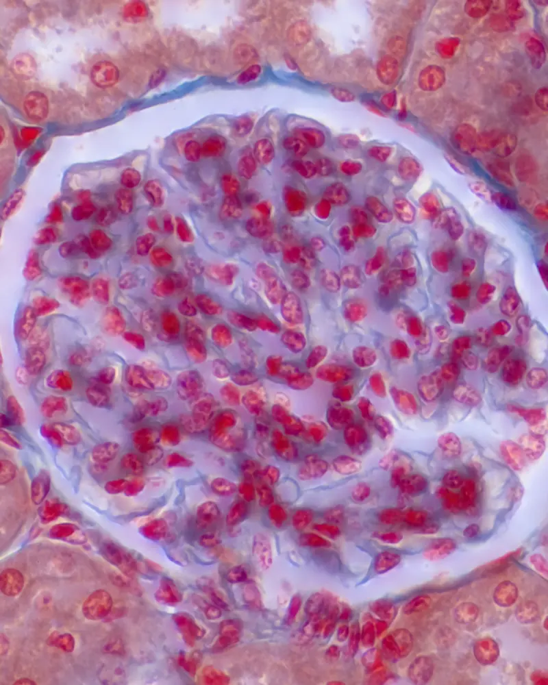 Imagen del curso Histología de Bioeasy Galenos