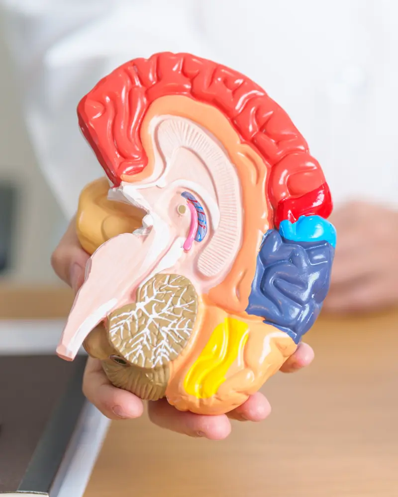 Imagen del curso Morfoanatomía I de Bioeasy Galenos