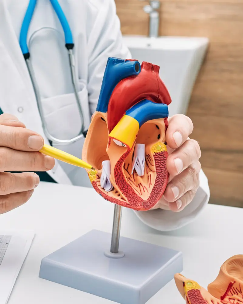 Imagen del curso Morfoanatomía II de Bioeasy Galenos