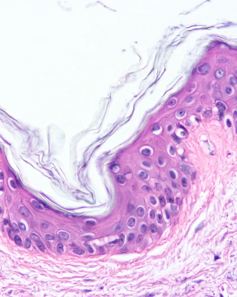 Imagen del curso Morfohistología I de Bioeasy Galenos