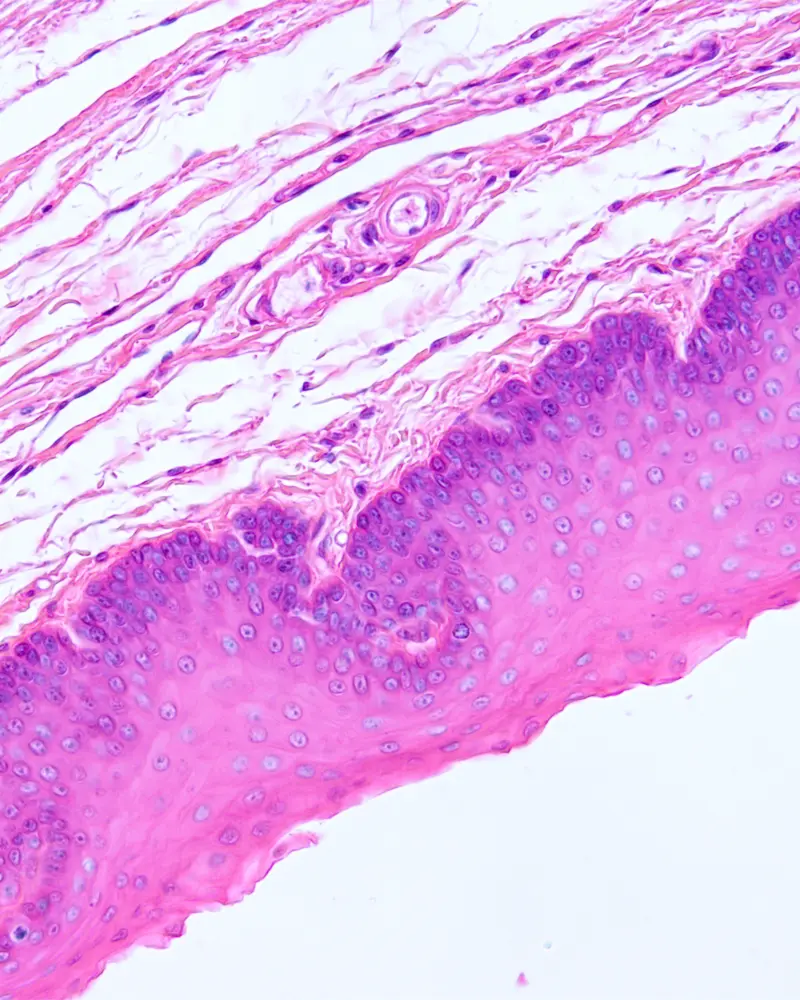 Imagen del curso Morfohistología II de Bioeasy Galenos